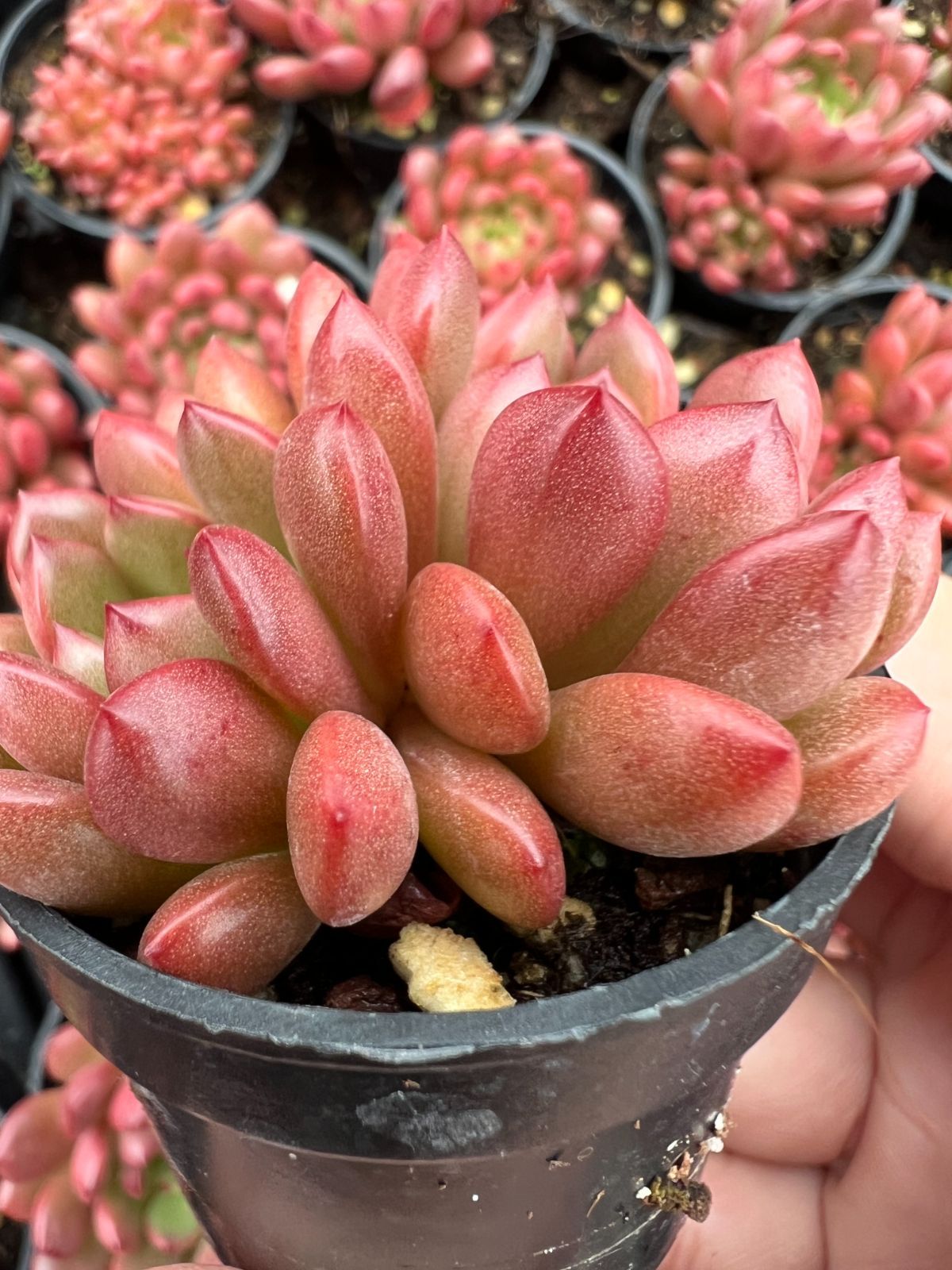 最新 新規オープン記念 ルビー×50株 多肉植物 エケベリア セダム