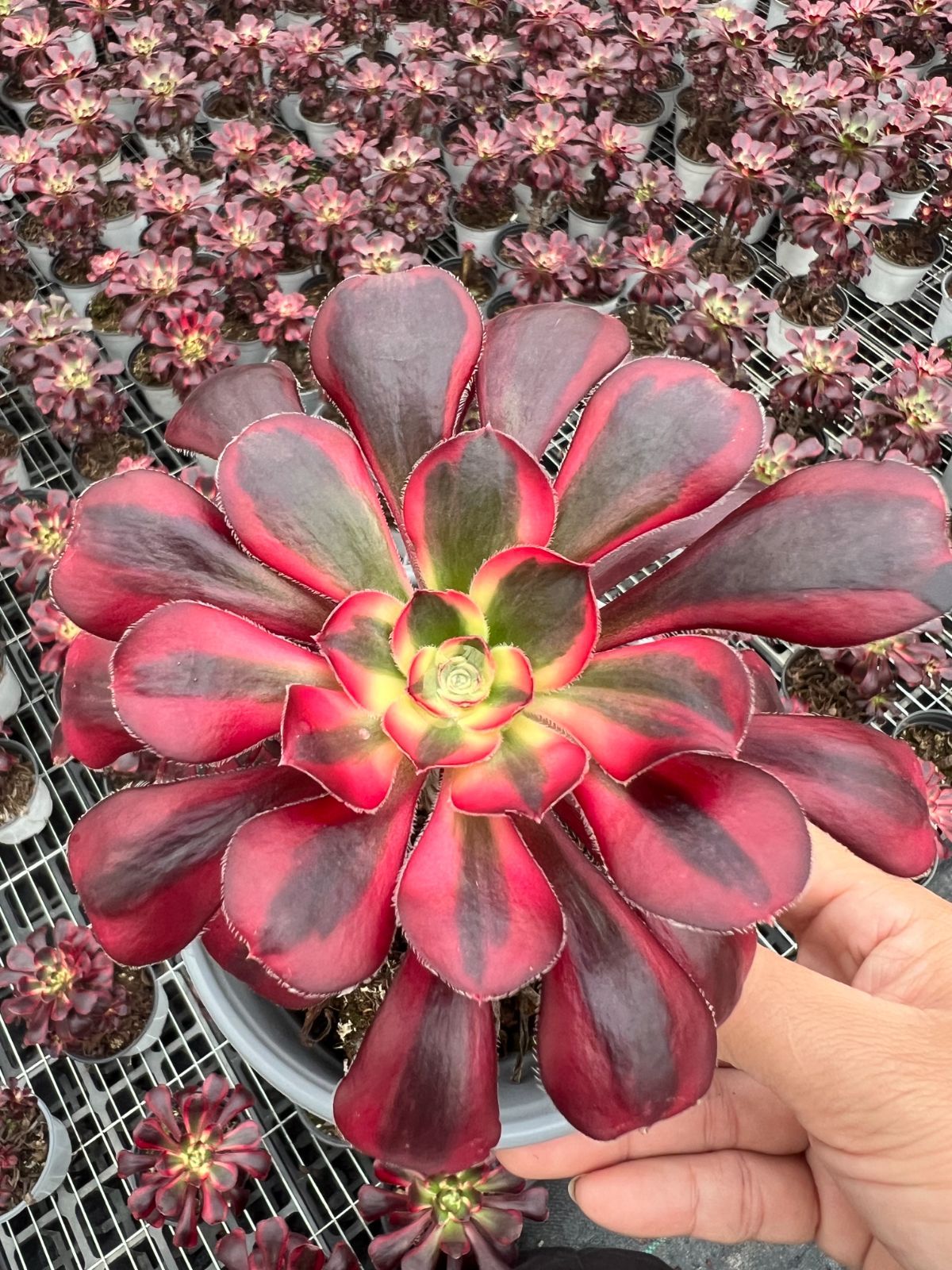 専用出品‼️アエオニウム シャネル七彩2株 悪魔の目 カット1苗 抜き苗