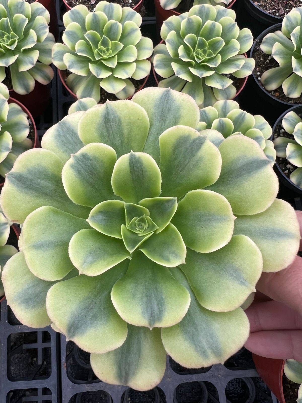 新規オープン記念 浅グリーンハス×12株 多肉植物 エケベリア セダム