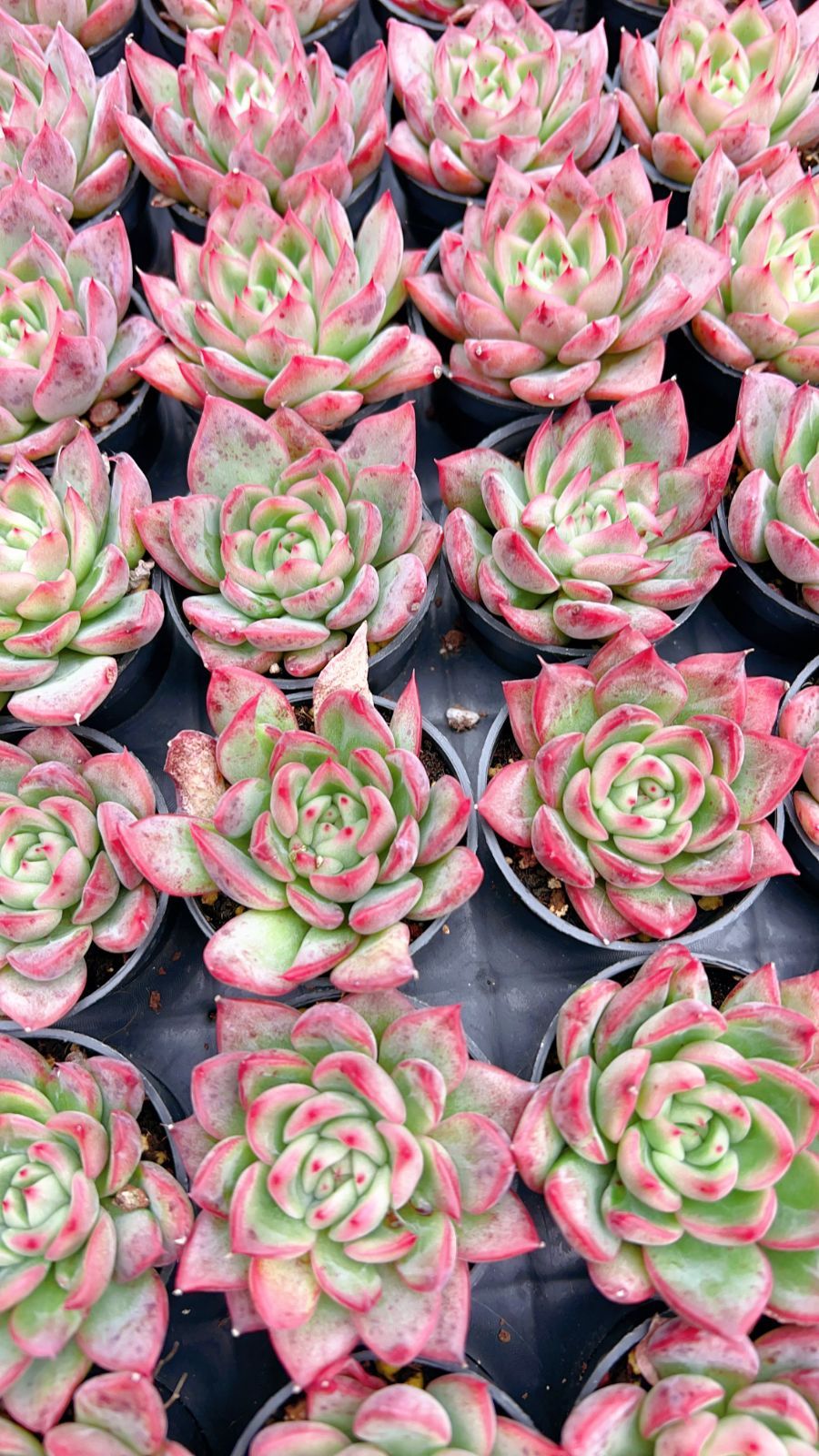 新規オープン記念 フロリアナ×50株 多肉植物 エケベリア 注文 セダム