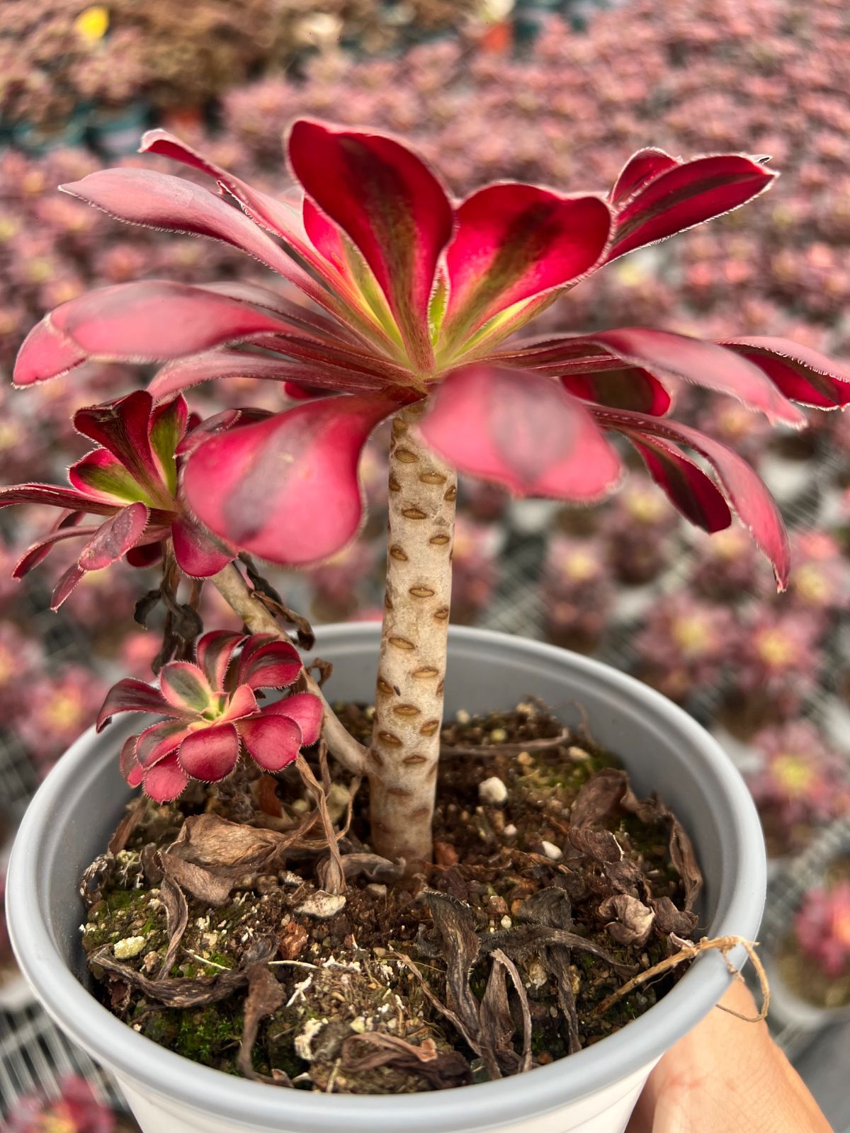 新規オープン記念 シャネル×18株 多肉植物 エケベリア アウトレット