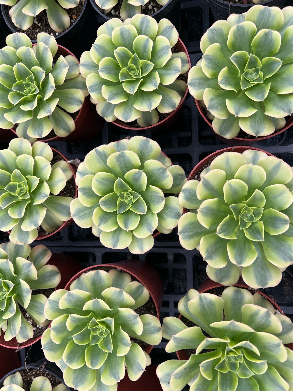 新規オープン記念 浅グリーンハス×12株 多肉植物 エケベリア セダム