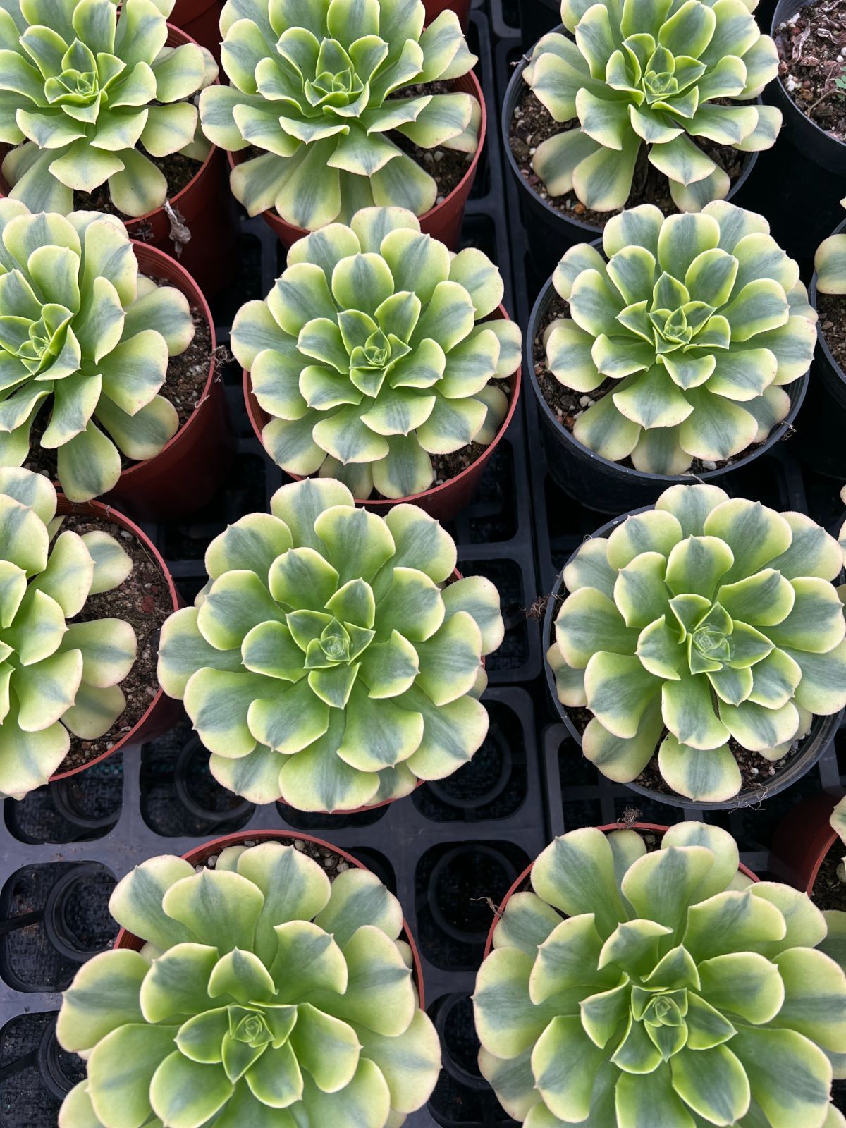 新規オープン記念 浅グリーンハス×12株 多肉植物 エケベリア セダム