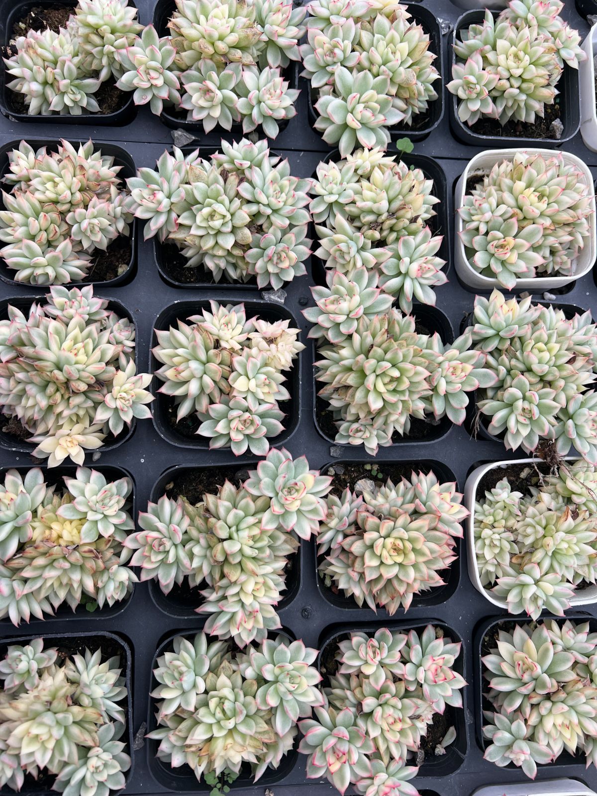 新規オープン記念 女雛錦×50株 多肉植物 エケベリア セダム