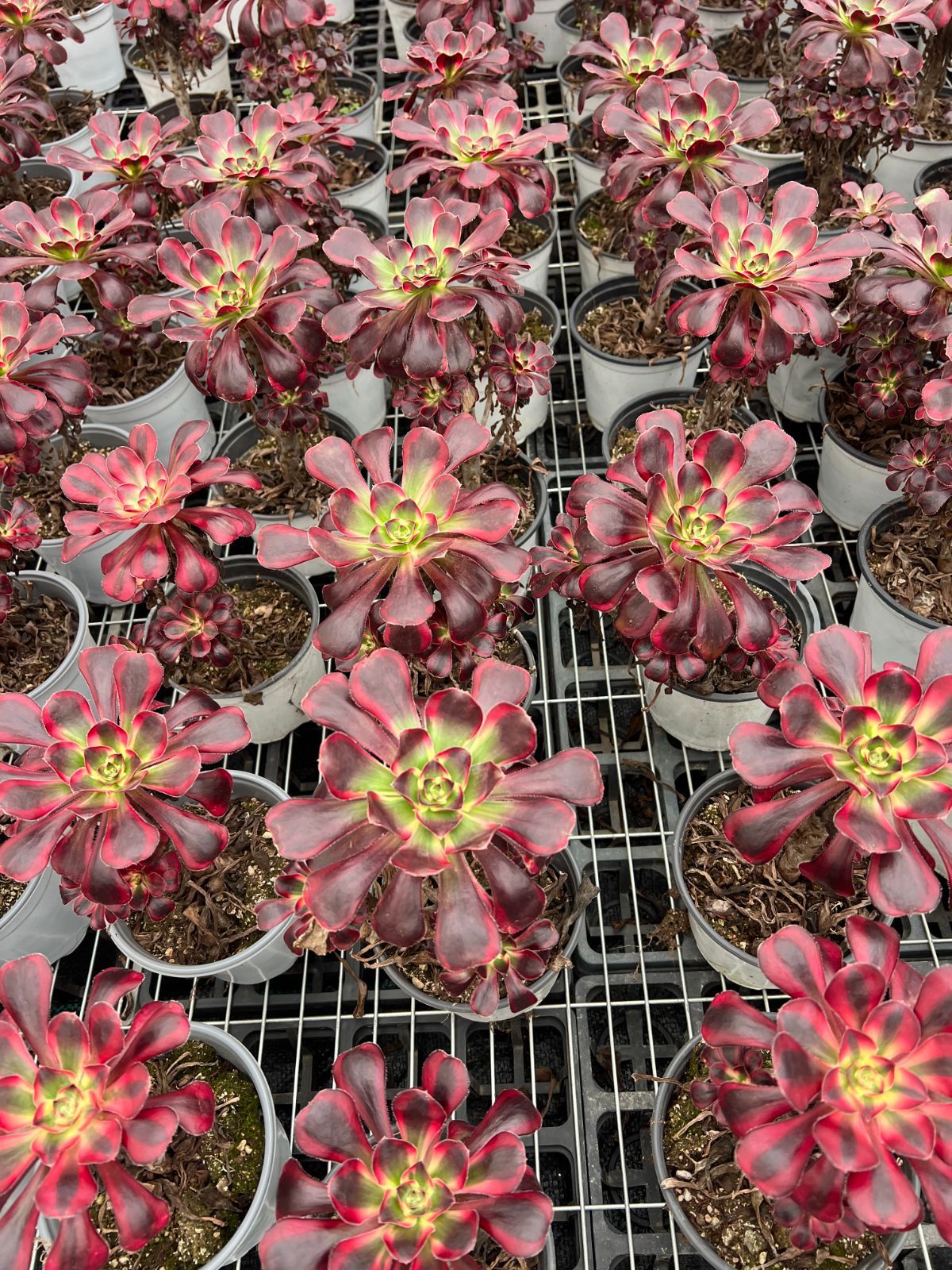 専用出品‼️アエオニウム シャネル七彩2株 悪魔の目 カット1苗 抜き苗1