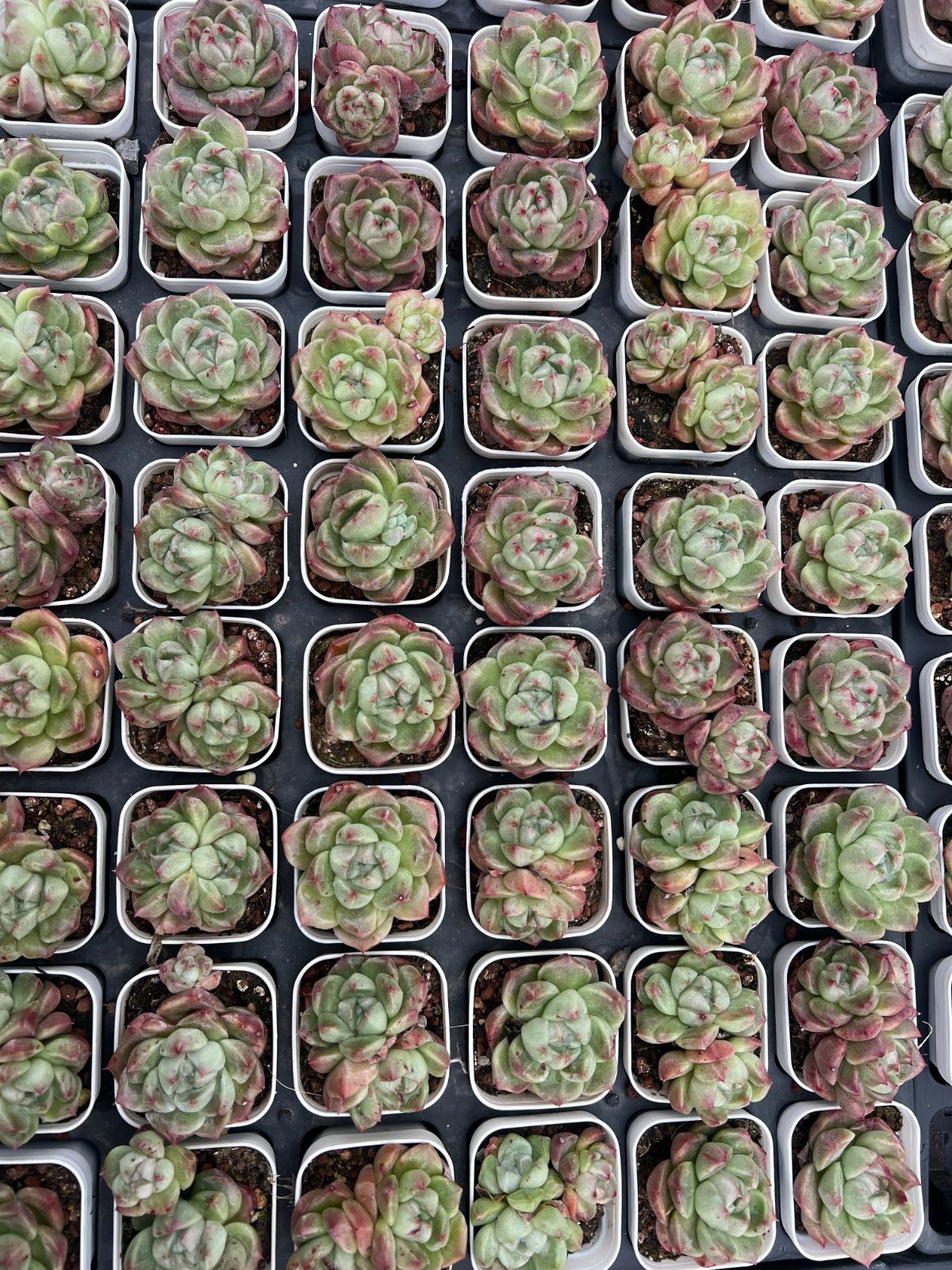 新規オープン記念 グリーンストーン×50株 多肉植物 エケベリア セダム