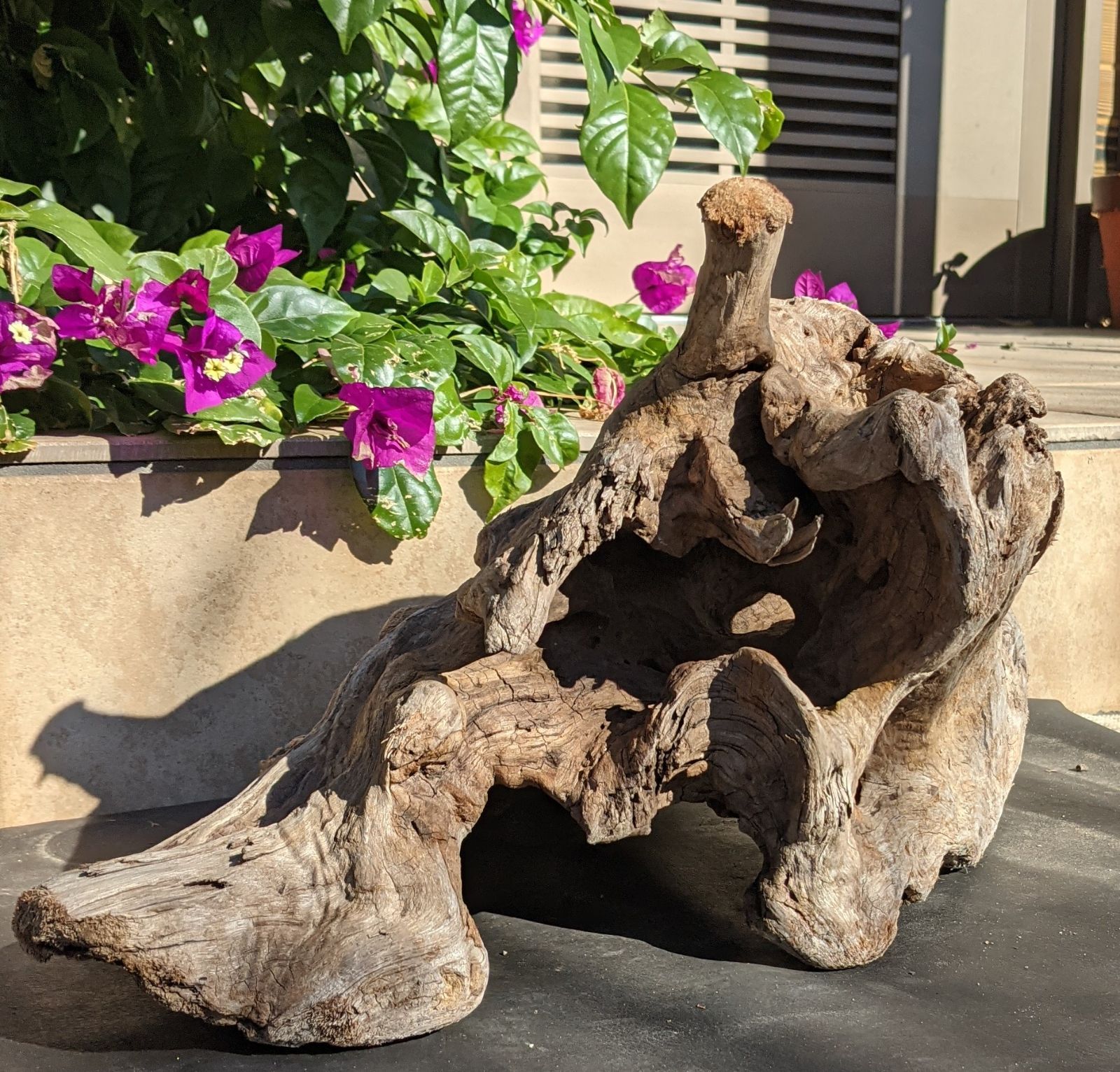 C10天然流木【大型】レイアウト用品、アク抜き済（沈水しません