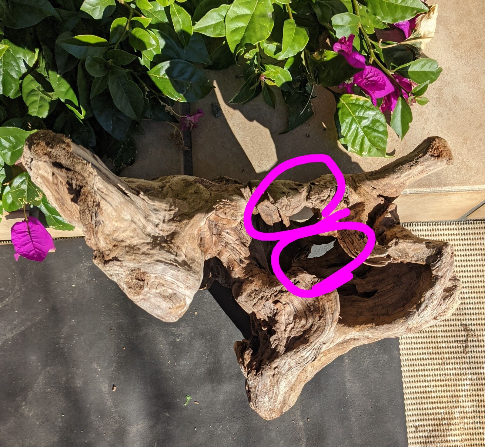 C10天然流木【大型】レイアウト用品、アク抜き済（沈水しません