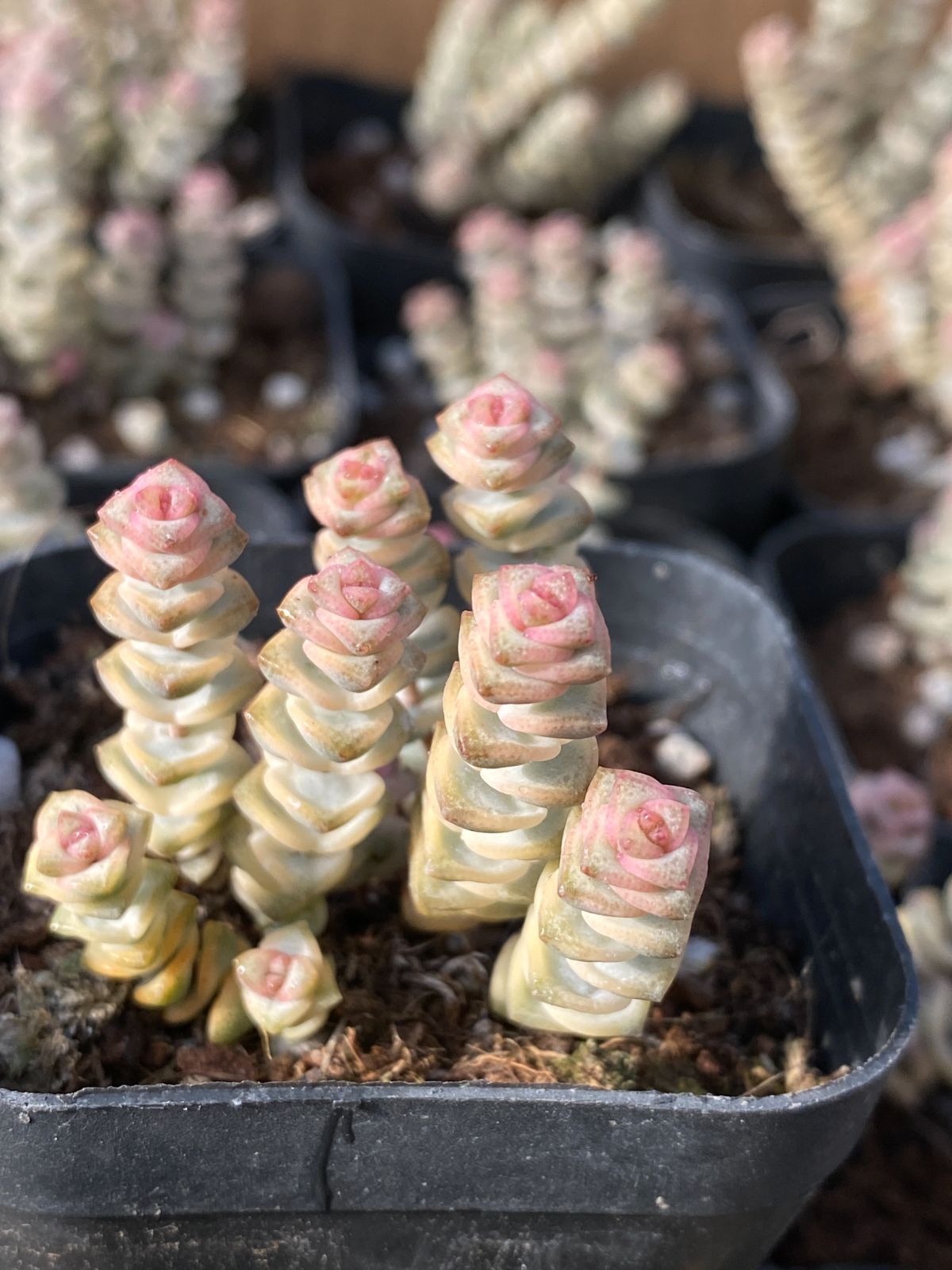 YP227×70苗 数珠星 銭串 新入荷 抜き苗 多肉植物 詰め合わせ