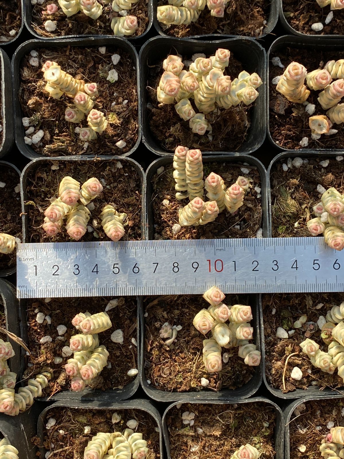 YP227×70苗 数珠星 銭串 新入荷 抜き苗 多肉植物 詰め合わせ