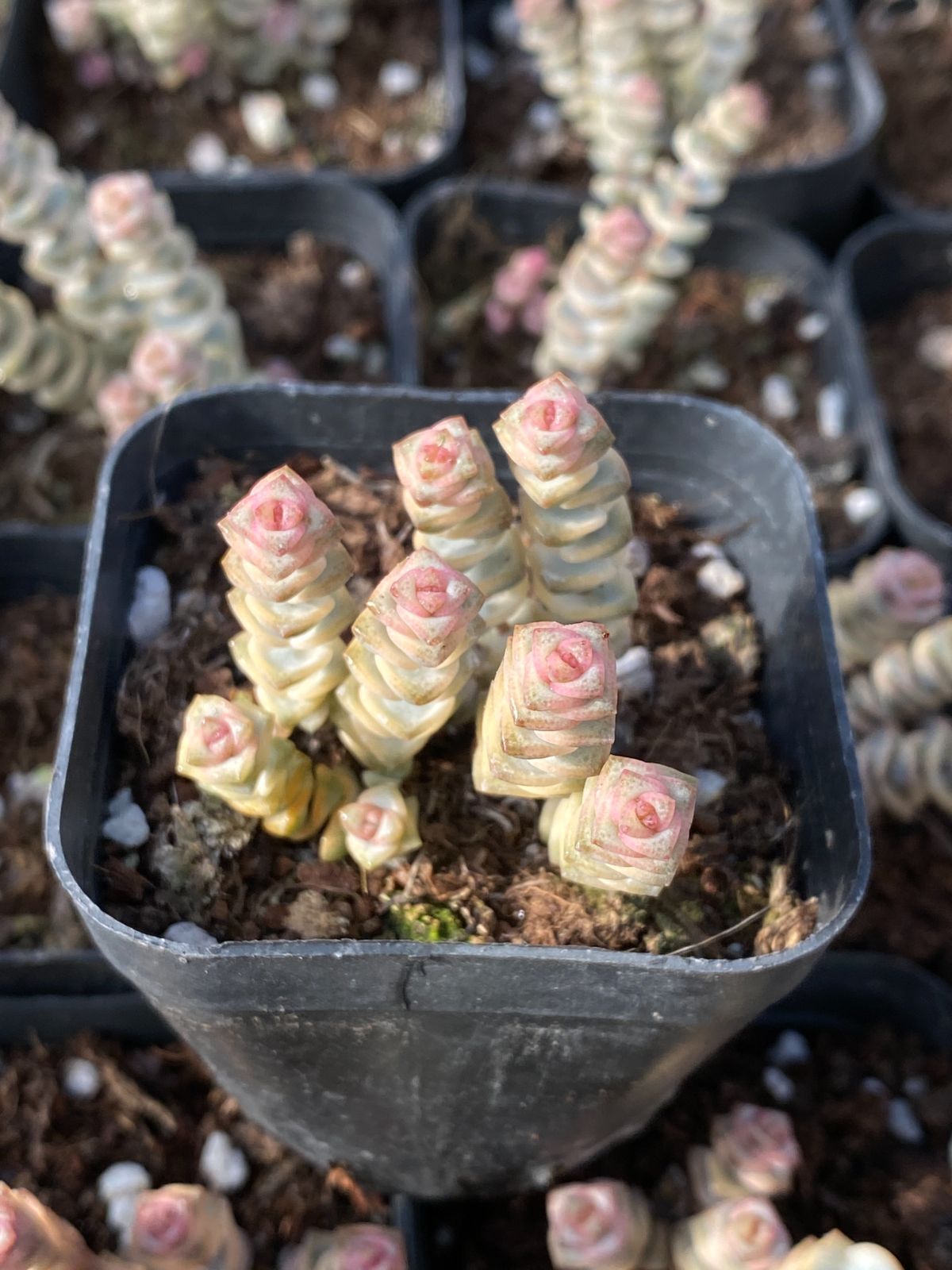 YP227×70苗 数珠星 銭串 新入荷 抜き苗 多肉植物 詰め合わせ