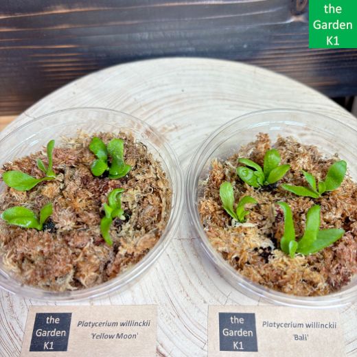 ビカクシダ】ウィリンキー イエロームーン・バリ 幼苗 WYB003
