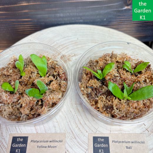 ビカクシダ】ウィリンキー イエロームーン・バリ 幼苗 WYB004