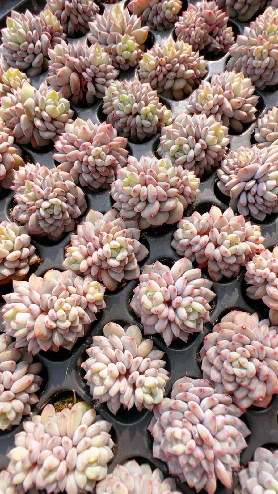 LL089×105苗 スターオレンジ 土付き 新入荷 多肉植物 詰め合わせ