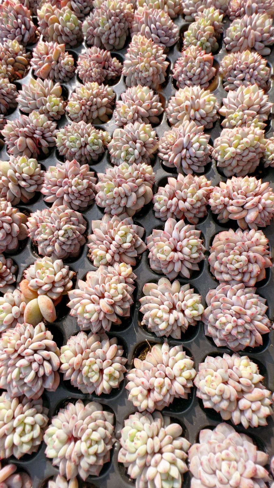 LL089×105苗 スターオレンジ 土付き 新入荷 多肉植物 詰め合わせ