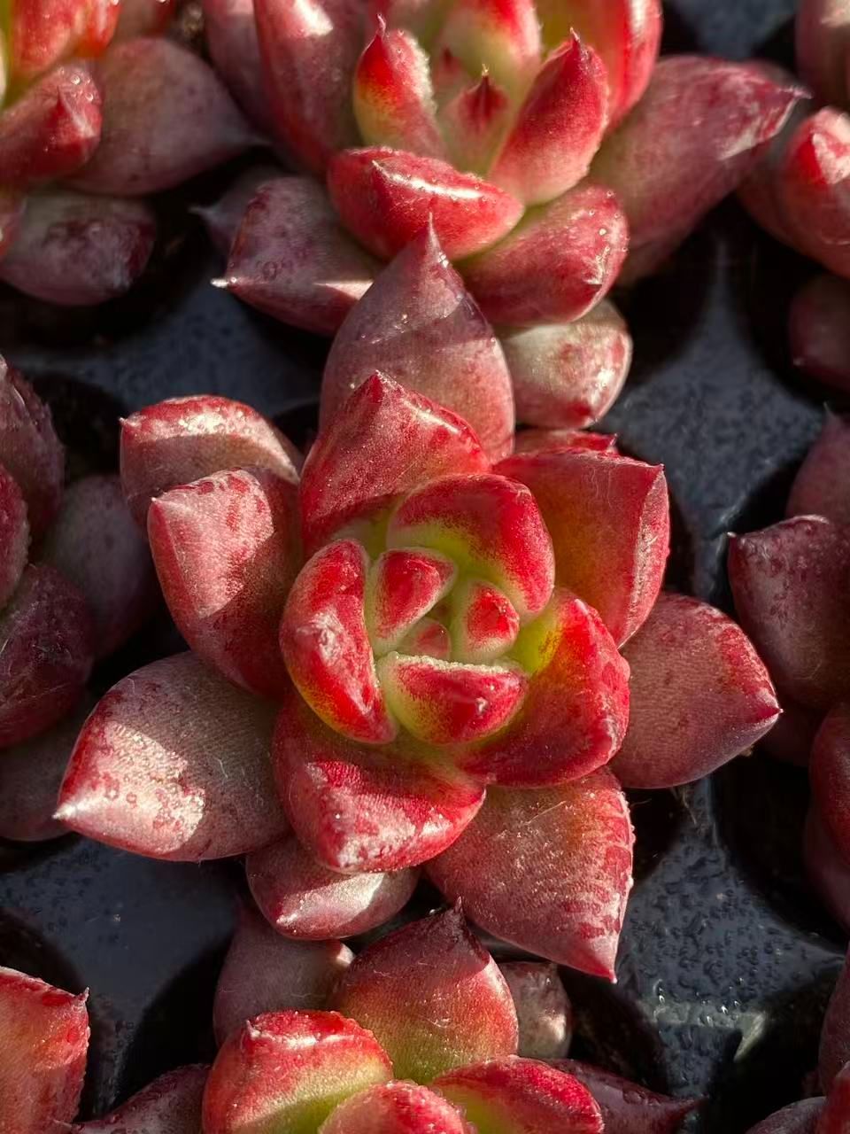 LL107×128苗 ロビン 土付き 新入荷 多肉植物 詰め合わせ エケベリア