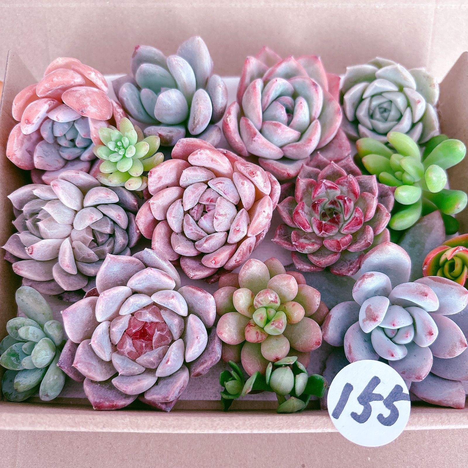 メルカリ便発送☆多肉植物 アロエ属 ラスタ 155 多肉植物寄せ植えセット - メルカリ