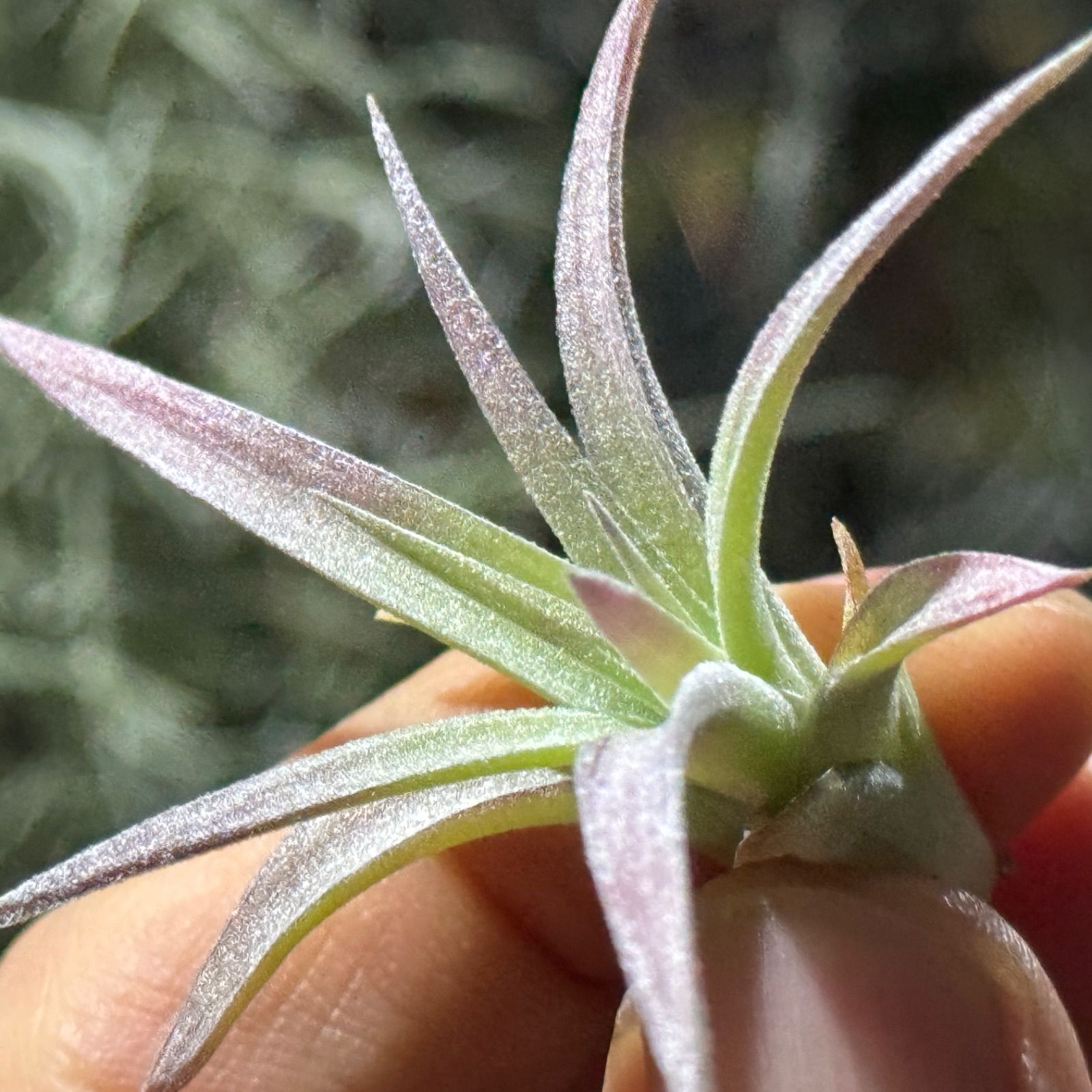 チランジア ハリシー × キセログラフィカ bandlaqua_21729