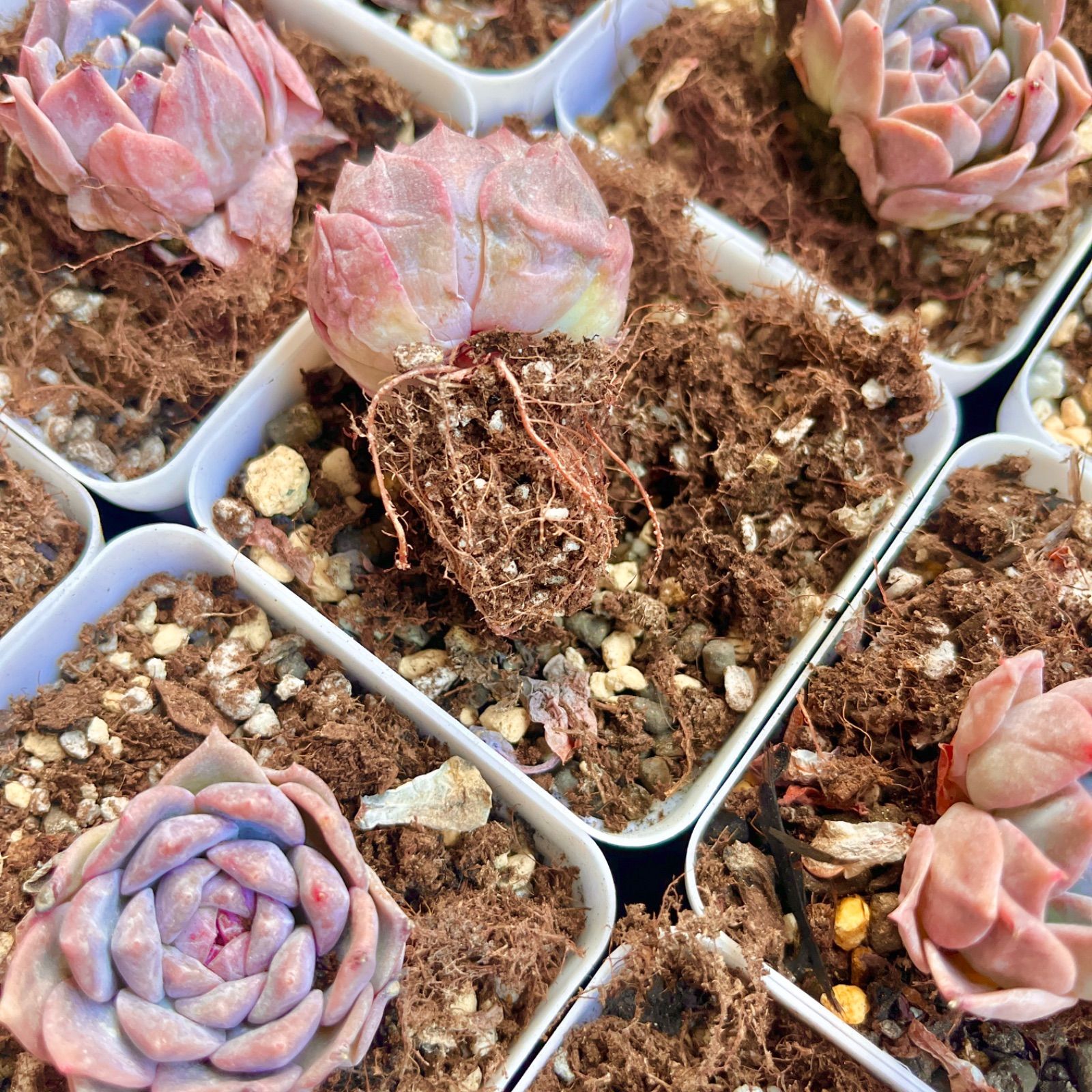 多肉植物 韓国苗 ピンクリップスティック 抜き苗 - メルカリ