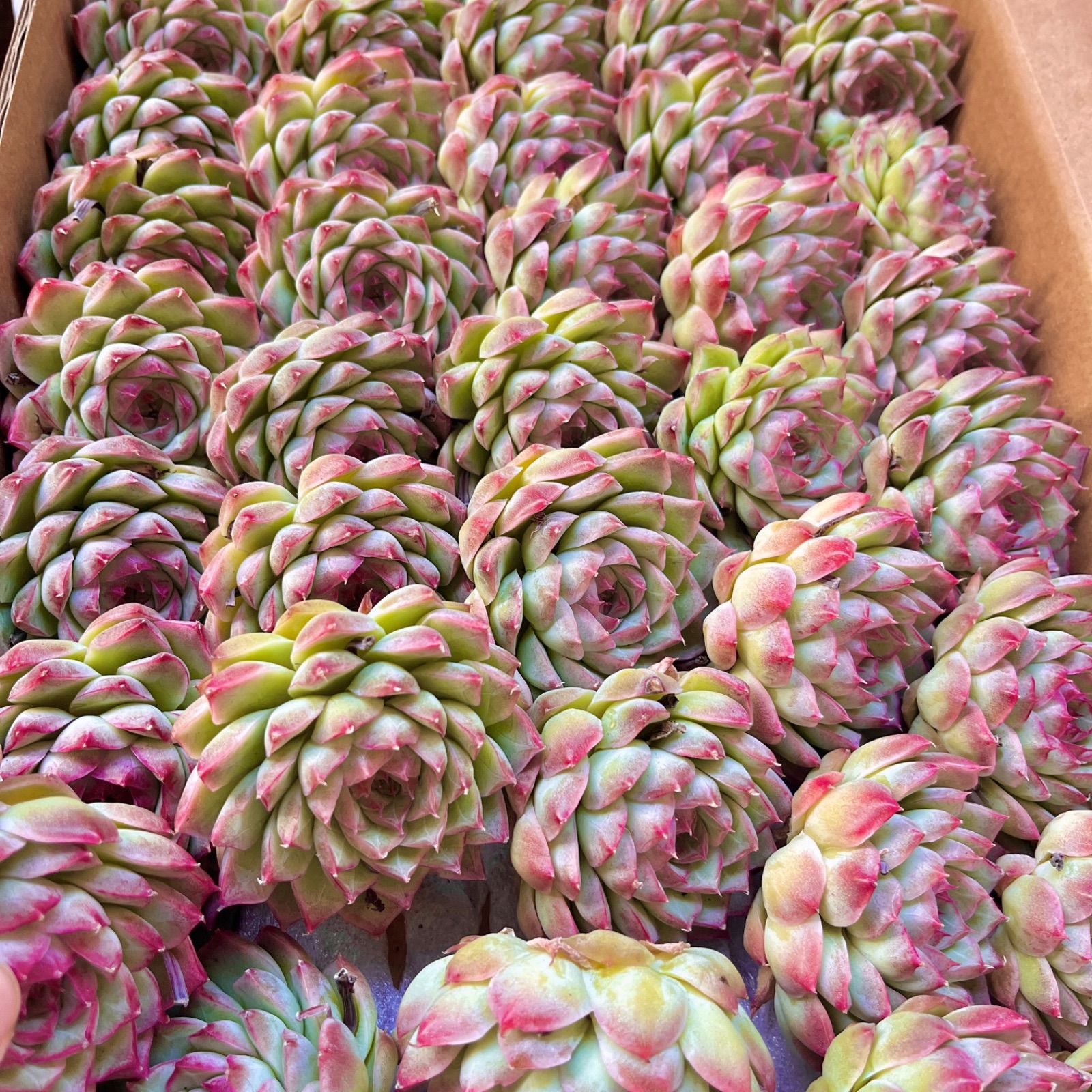 多肉植物 韓国苗 大苗 ピンククリスタルローズ カット苗 - メルカリ