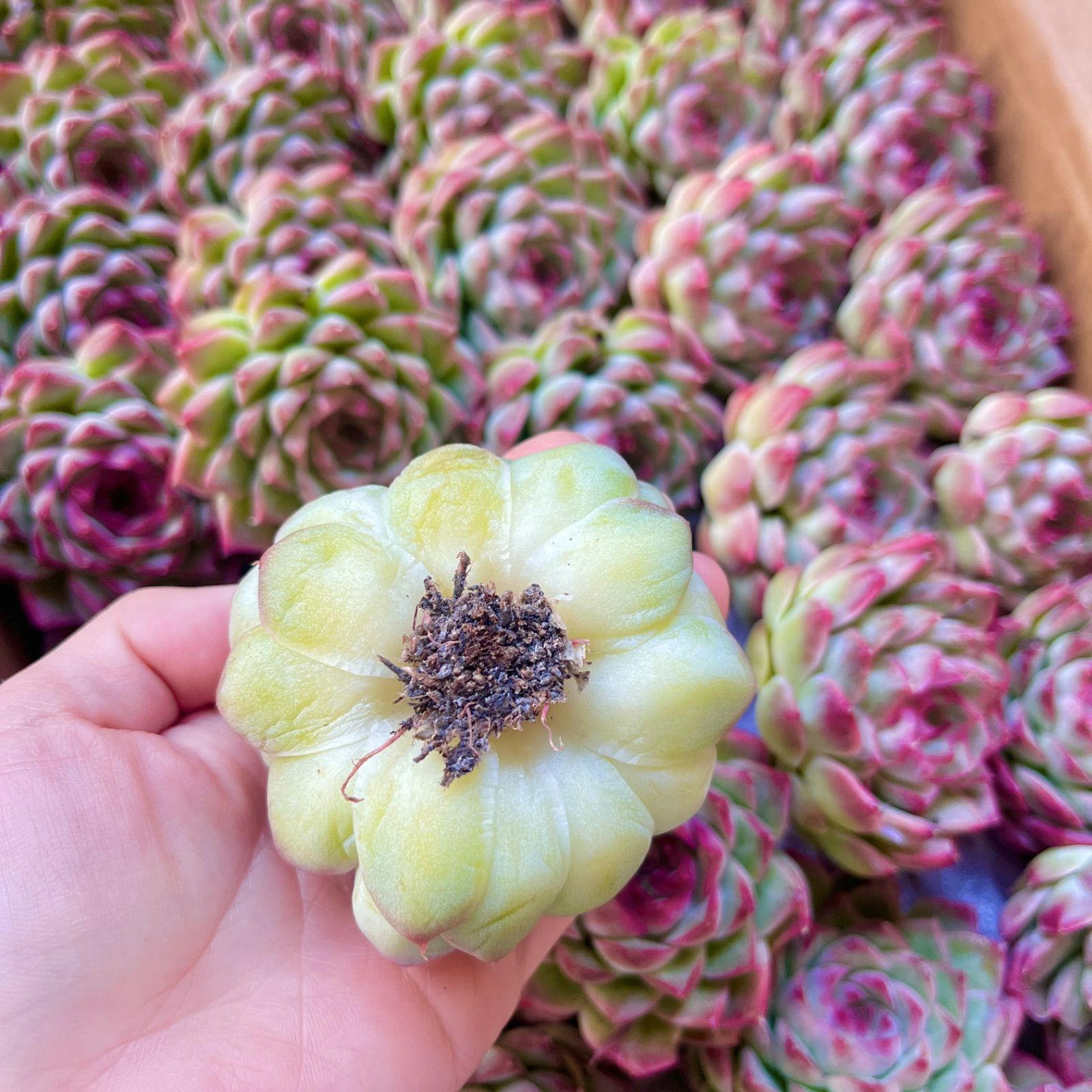 多肉植物 韓国苗 大苗 ピンククリスタルローズ カット苗 - メルカリ