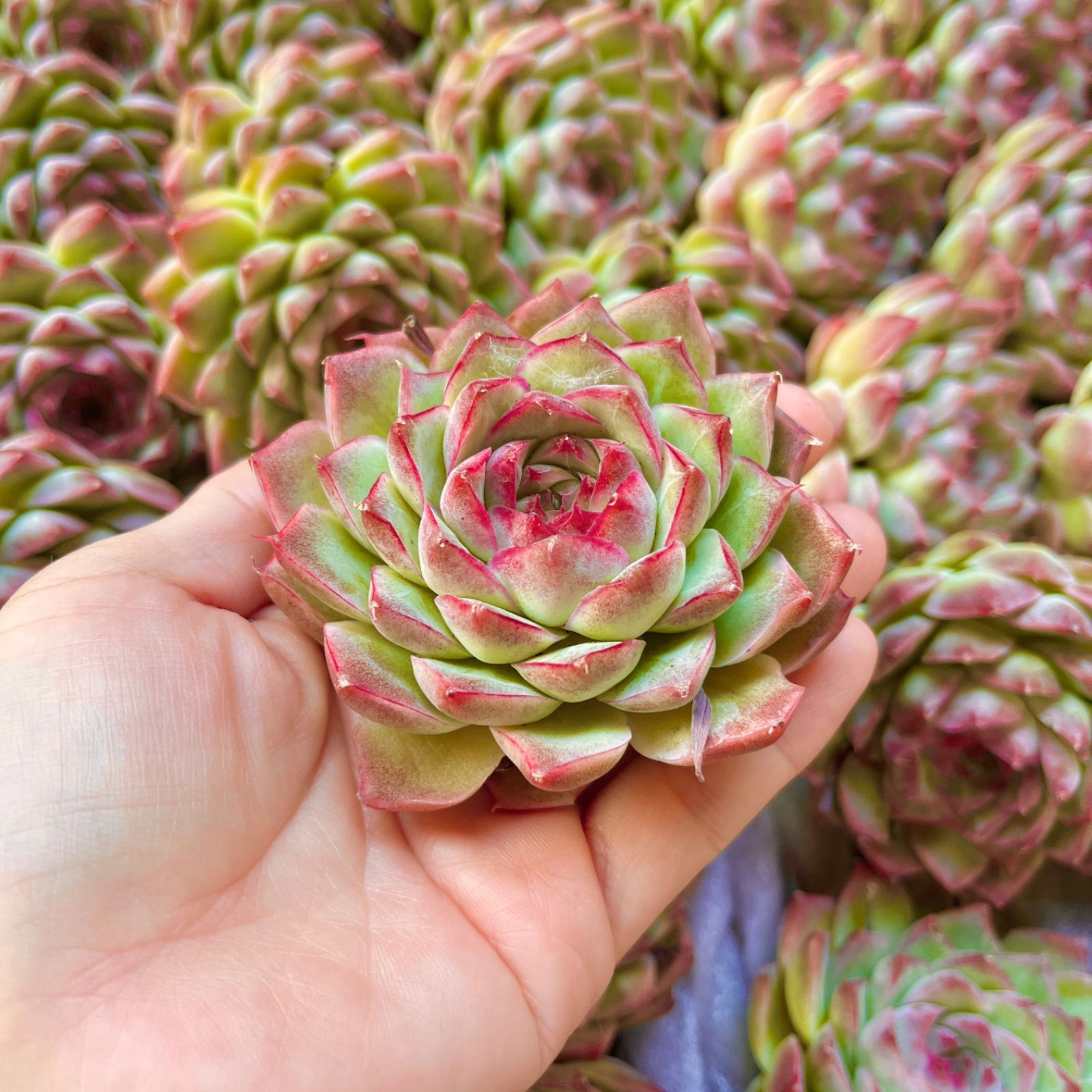 多肉植物 韓国苗 大苗 ピンククリスタルローズ カット苗 - メルカリ