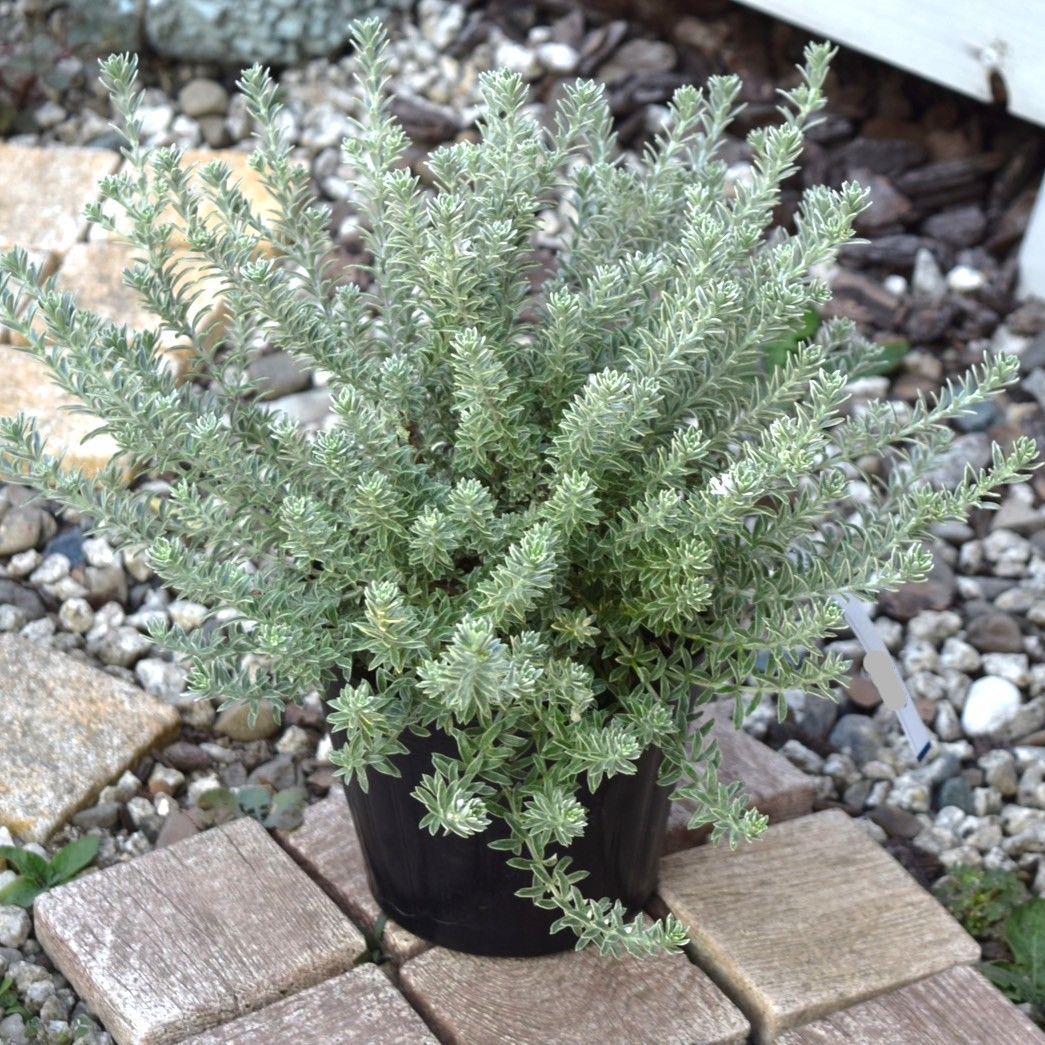 mom様専用ページ - メルカリ