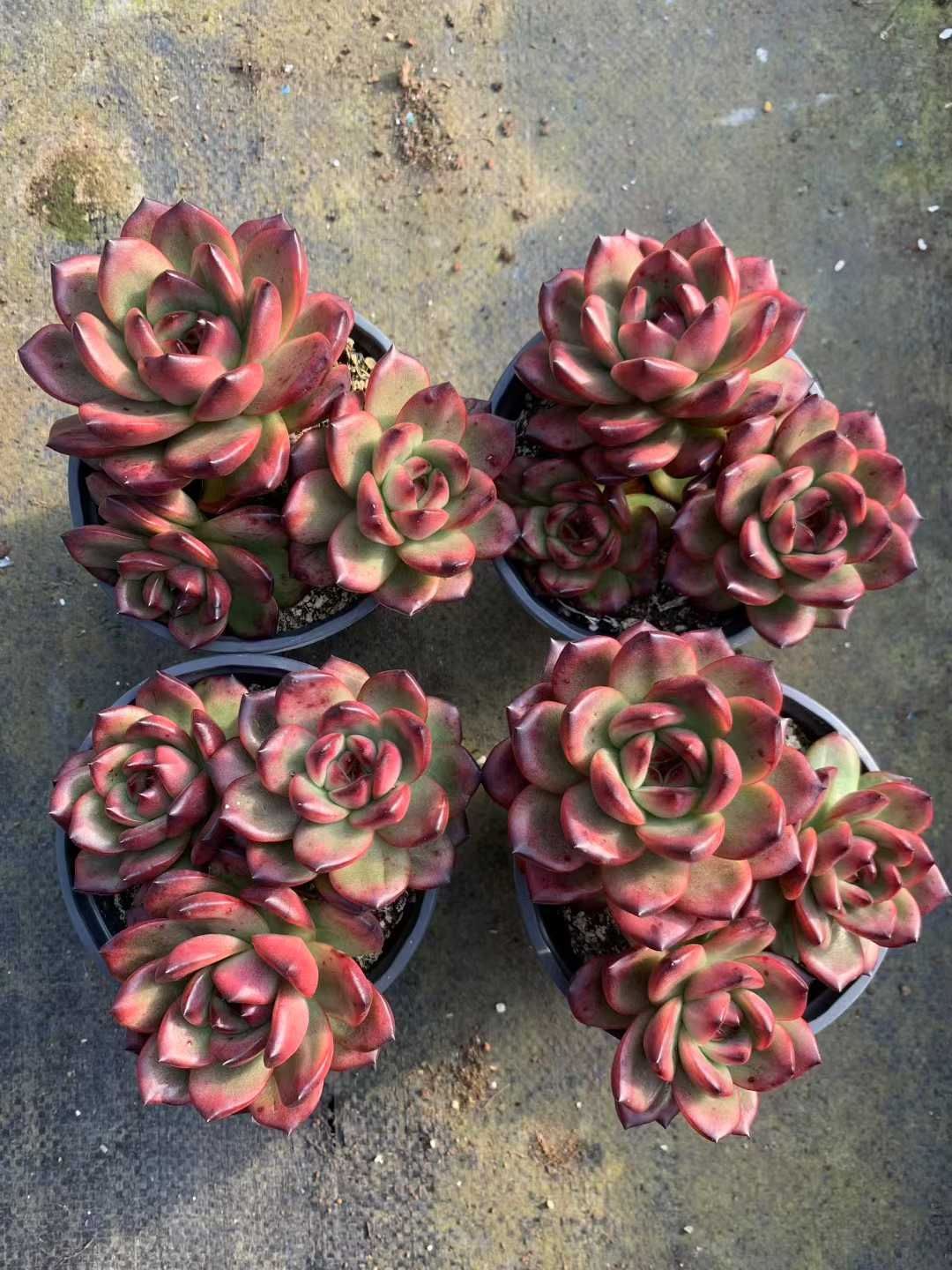 Z38×12株 TMグン 抜き苗 多肉植物 アエオニウム エケベリア サボテン