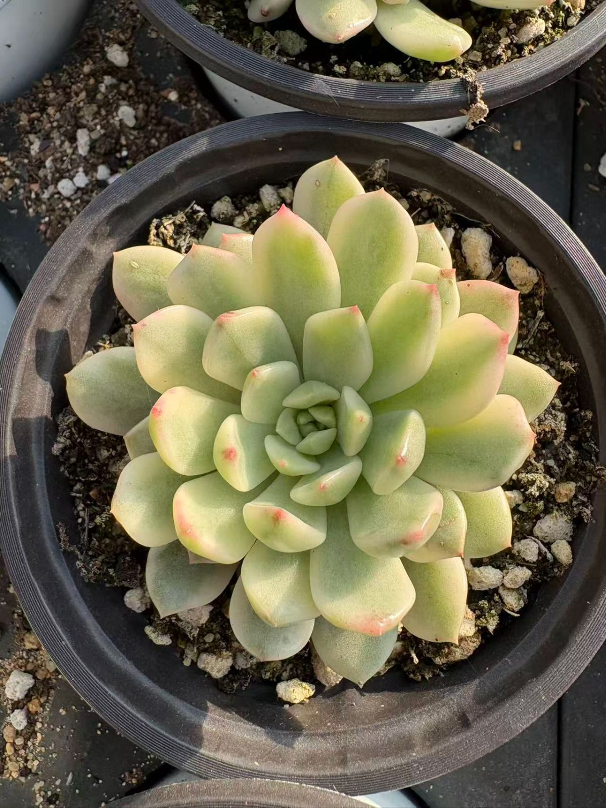 Z 株 ルビーニシキ 抜き苗 多肉植物 アエオニウム エケベリア サボテン 韓国苗