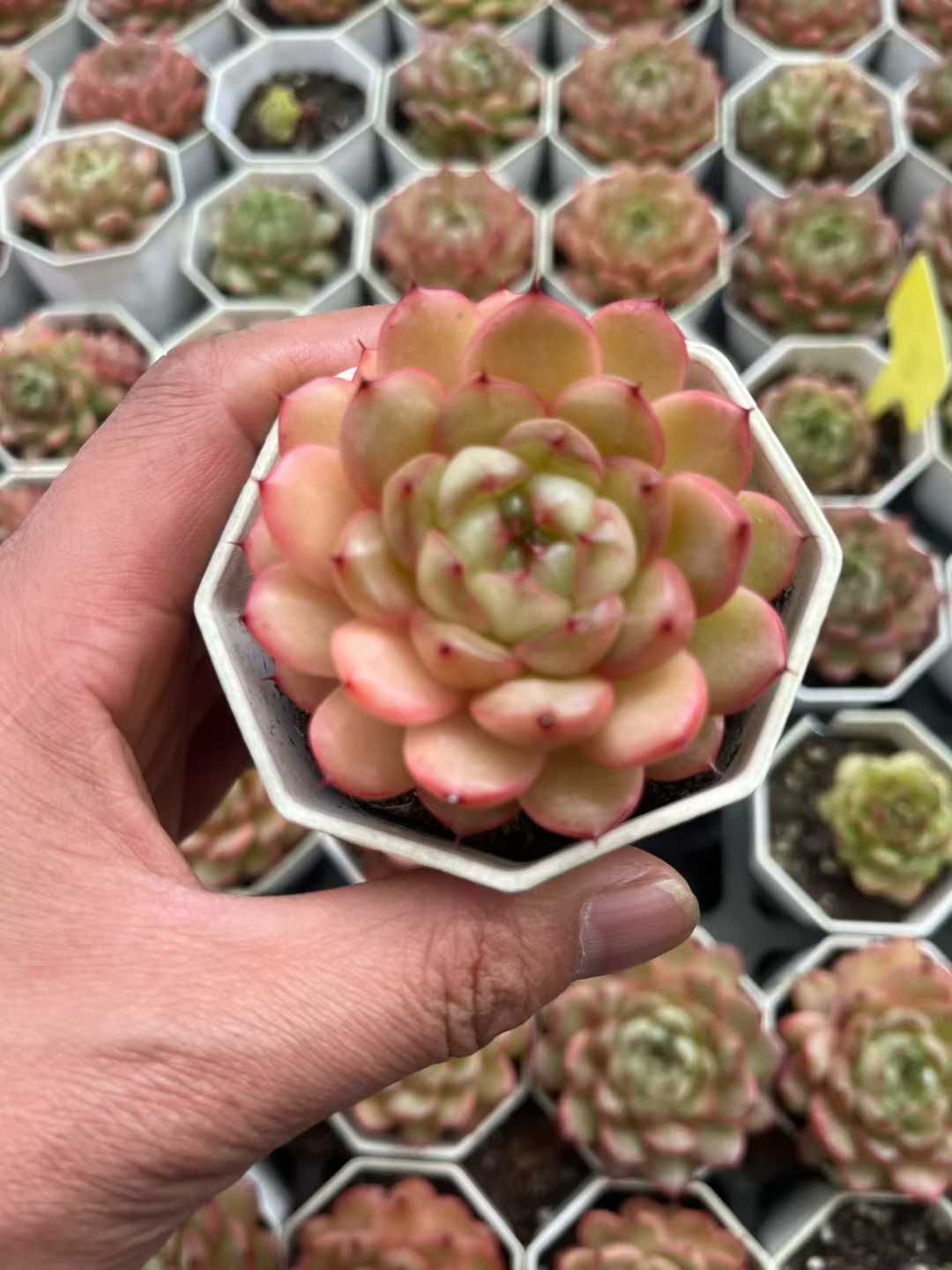 Z 株 ジェニー5 抜き苗 多肉植物 アエオニウム エケベリア サボテン 韓国苗