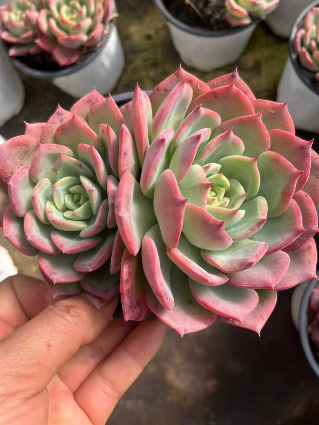 Z44×15株 コウヒフタガシラ 抜き苗 多肉植物 アエオニウム エケベリア