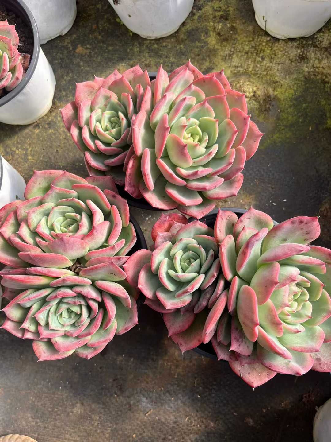 人気 Z49×48株 ピンクヒント 抜き苗 多肉植物 アエオニウム エケベリア