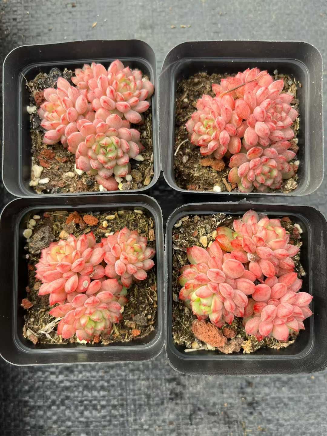 Z 45 54株 ストロベリームース 抜き苗 多肉植物 アエオニウム エケベリア サボテン 韓国苗