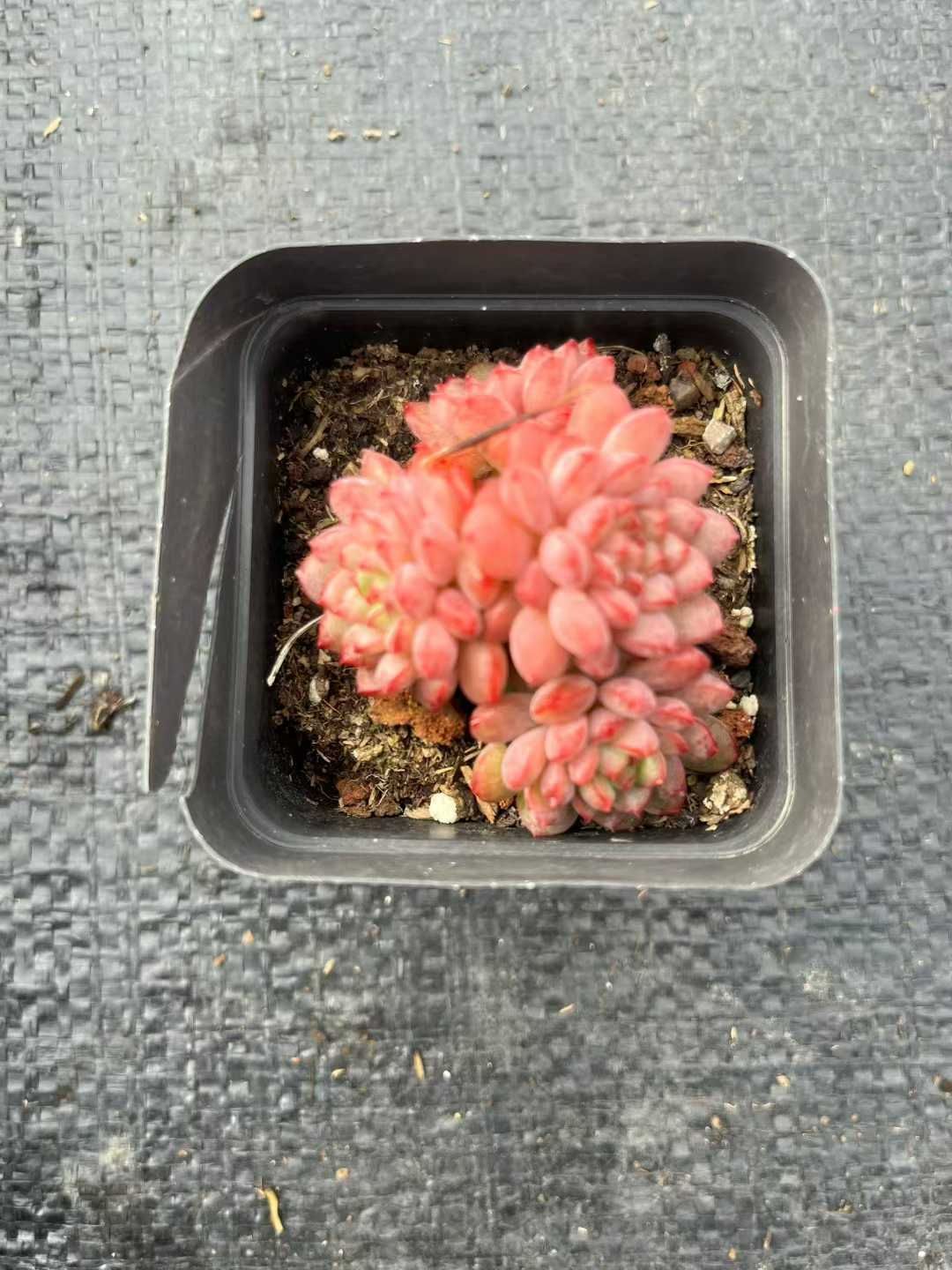 Z 45 54株 ストロベリームース 抜き苗 多肉植物 アエオニウム エケベリア サボテン 韓国苗