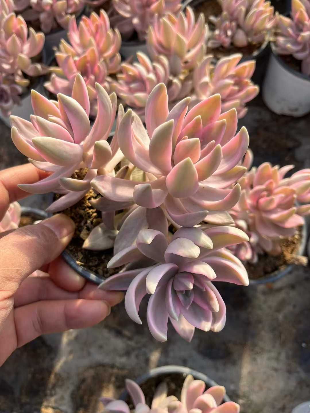 Z 株 プディングニシキグン 抜き苗 多肉植物 アエオニウム エケベリア サボテン 韓国苗