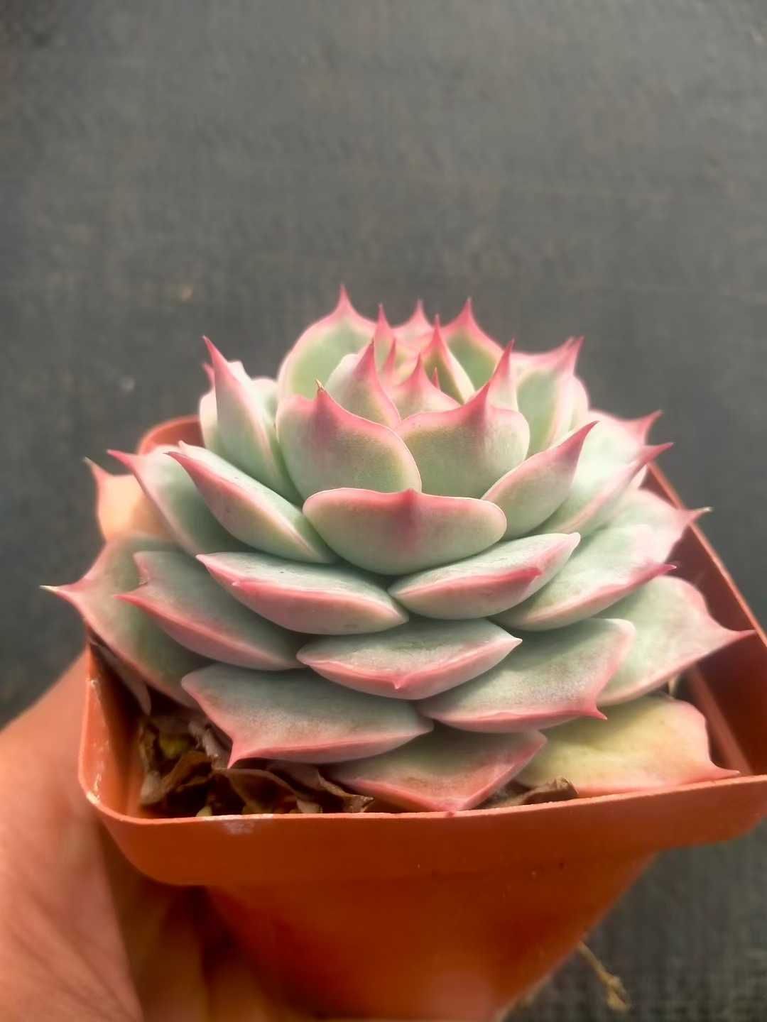 人気 Z49×48株 ピンクヒント 抜き苗 多肉植物 アエオニウム エケベリア