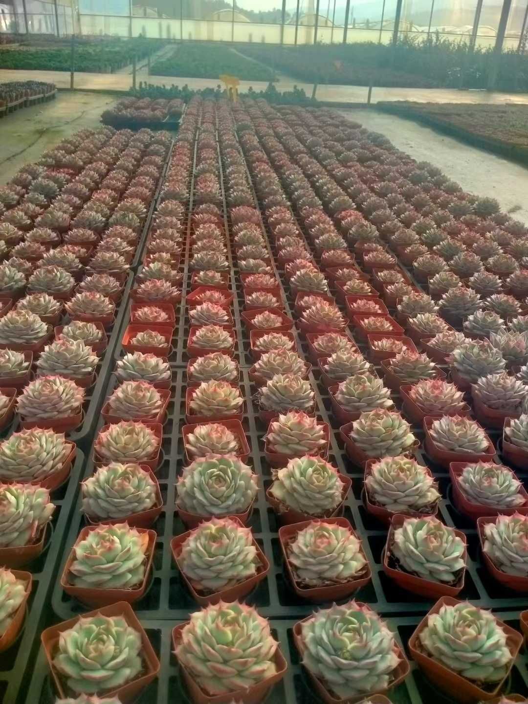 人気 Z49×48株 ピンクヒント 抜き苗 多肉植物 アエオニウム エケベリア