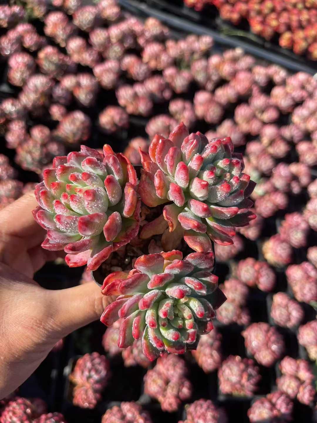 Z50×40株 ブルーアップル 抜き苗 多肉植物 アエオニウム エケベリア