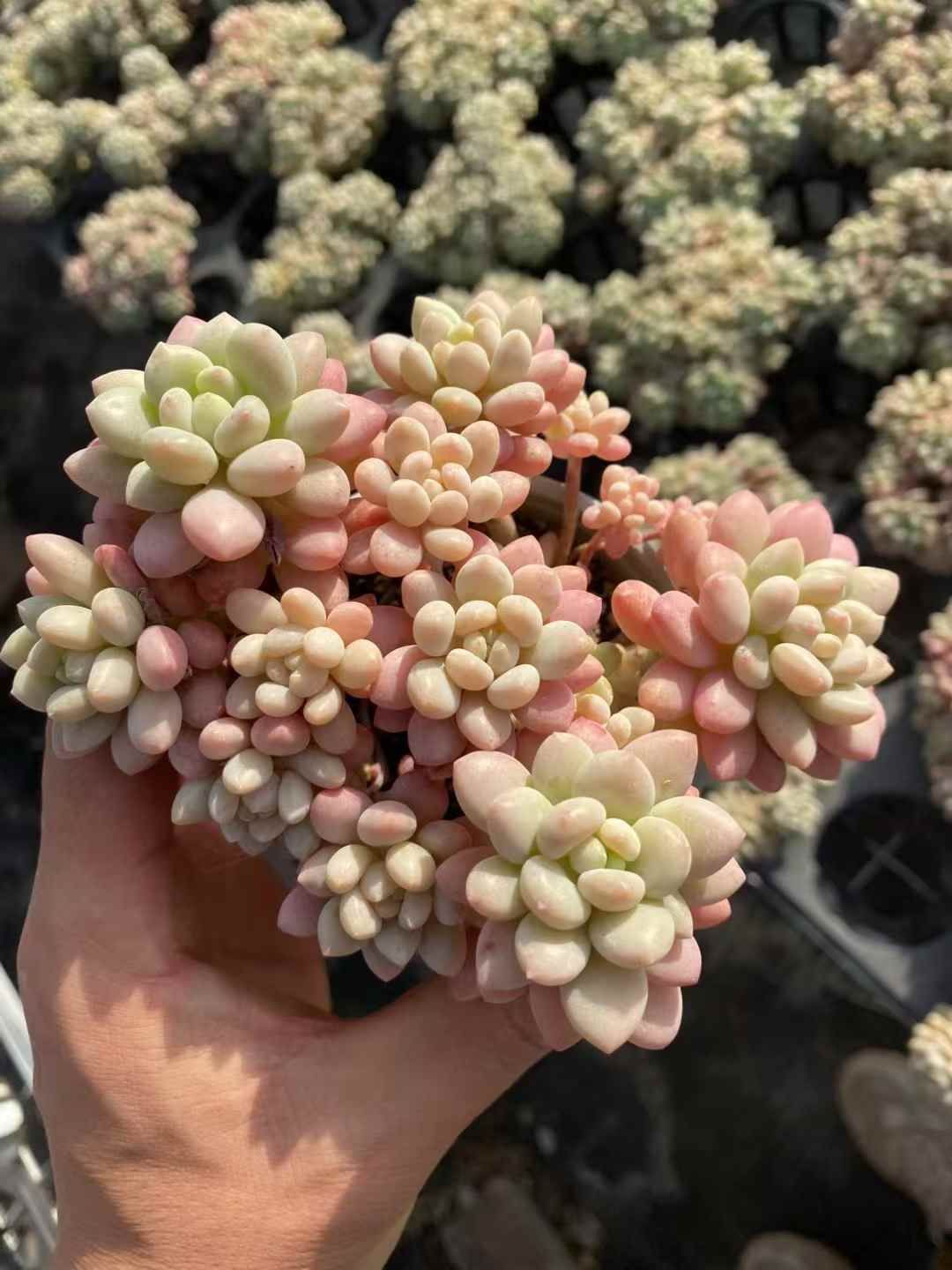 と*ん様 群生 ロココ W56×18鉢 抜き苗 多肉植物 エケベリア サボテン韓