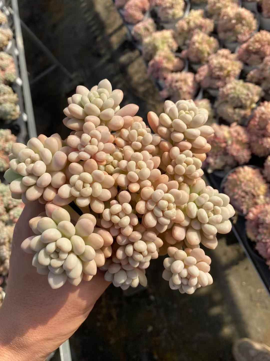 Z51×15株 ロココ 抜き苗 多肉植物 アエオニウム エケベリア サボテン