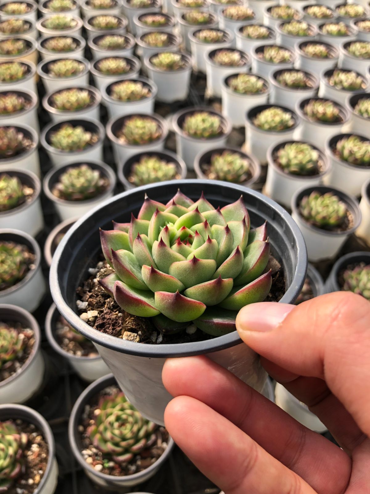 Z56×50株 ムーンストーン 抜き苗 多肉植物 アエオニウム エケベリア