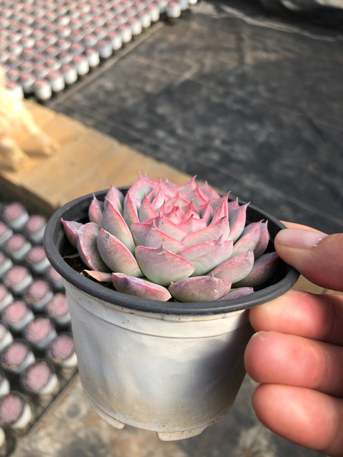 Z57×50株 シルエット 抜き苗 多肉植物 アエオニウム エケベリア