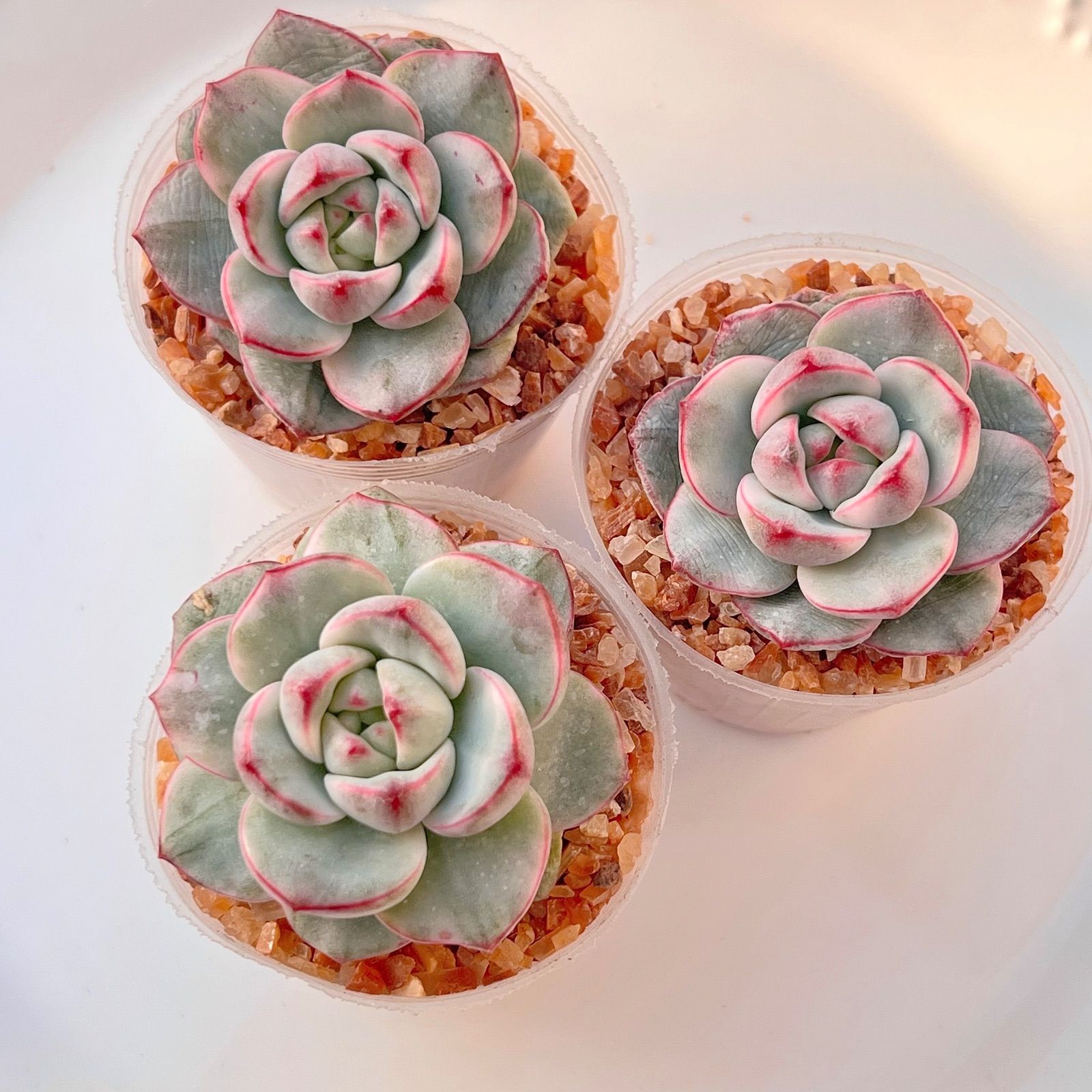 多肉植物 バニラビズ錦 韓国苗 - メルカリ