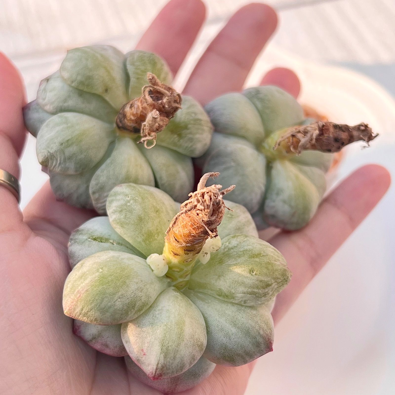 多肉植物 韓国苗 バニラビズ＆バニラビズ錦 多肉植物 バニラビズ錦 韓国苗 - メルカリ