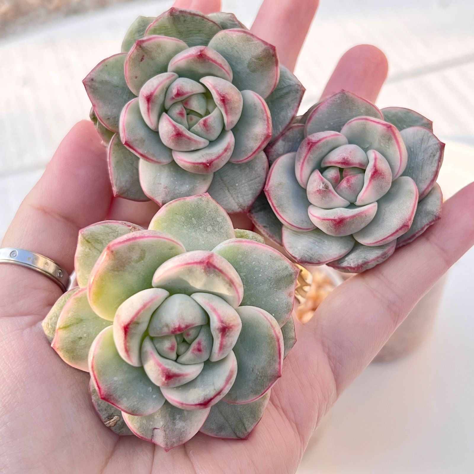 多肉植物 バニラビズ錦 韓国苗 - メルカリ