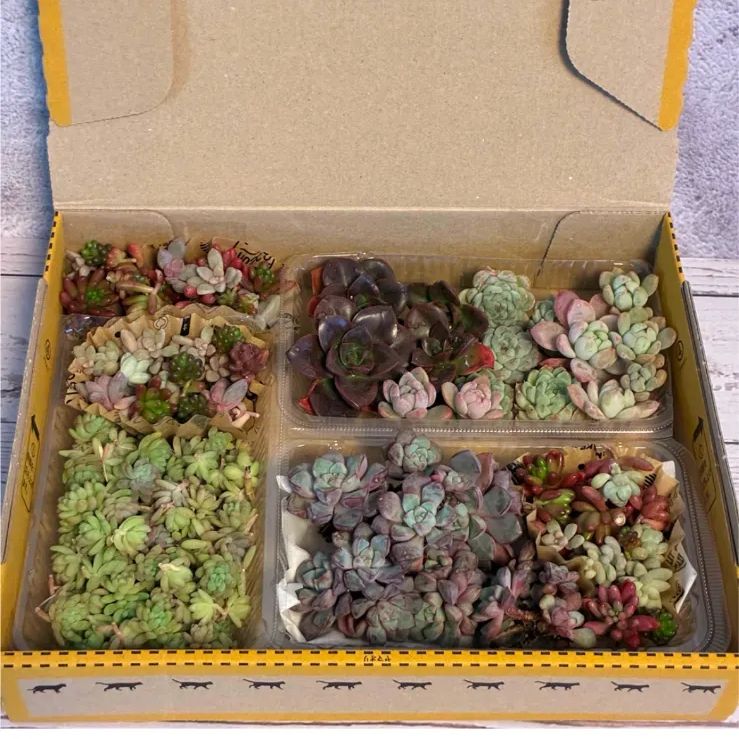 宅急便コンパクト発送】多肉 エケベリア セダム カット苗 詰め合わせ