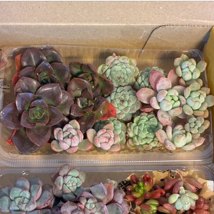 宅急便コンパクト発送】多肉 エケベリア セダム カット苗 詰め合わせ