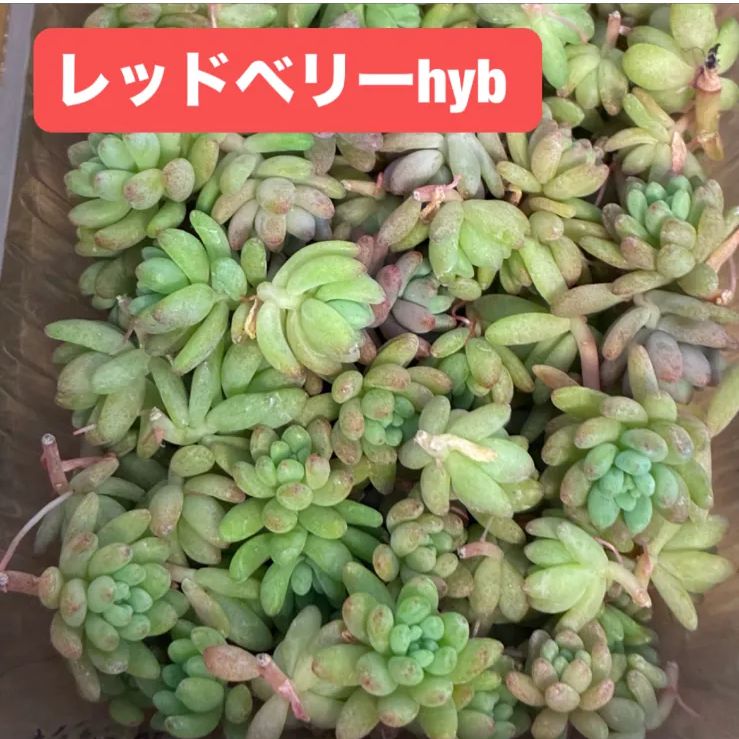 宅急便コンパクト発送】多肉 エケベリア セダム カット苗 詰め合わせ