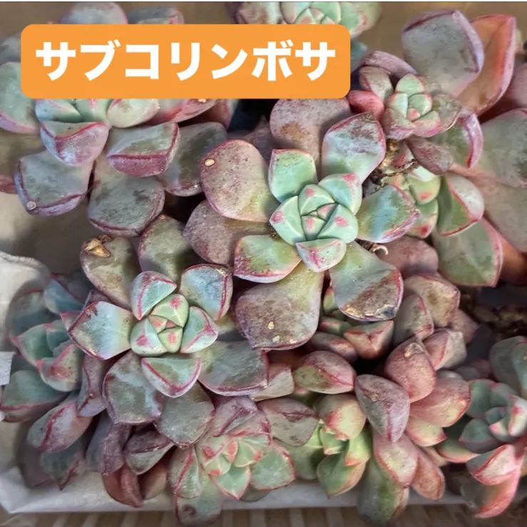 セダム 抜き苗/カット苗 ❤️ゆうパケットポストmini発送❤️ 宅急便コンパクト発送】多肉 エケベリア セダム カット苗 詰め合わせ