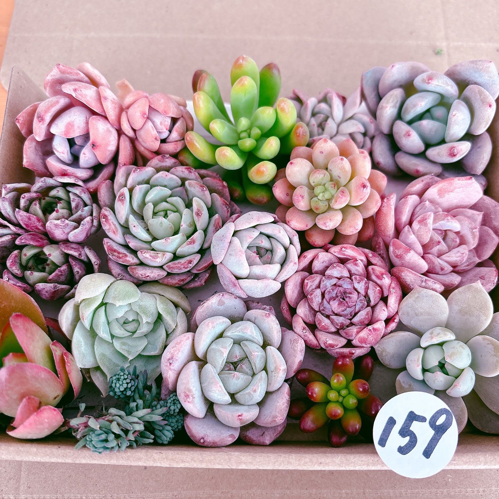 NO.159　寄せ植えセット　多肉弁当　小さめサイズ100個　エケベリア　セダム 159 多肉植物寄せ植えセット - メルカリ